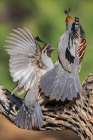 Gambels quail, territory dispute in southern Arizona Art Print